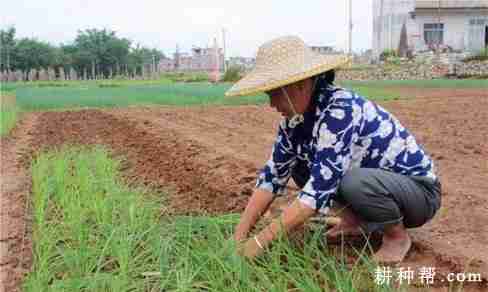 香葱苗怎么样移栽(香葱苗怎么样移栽好)